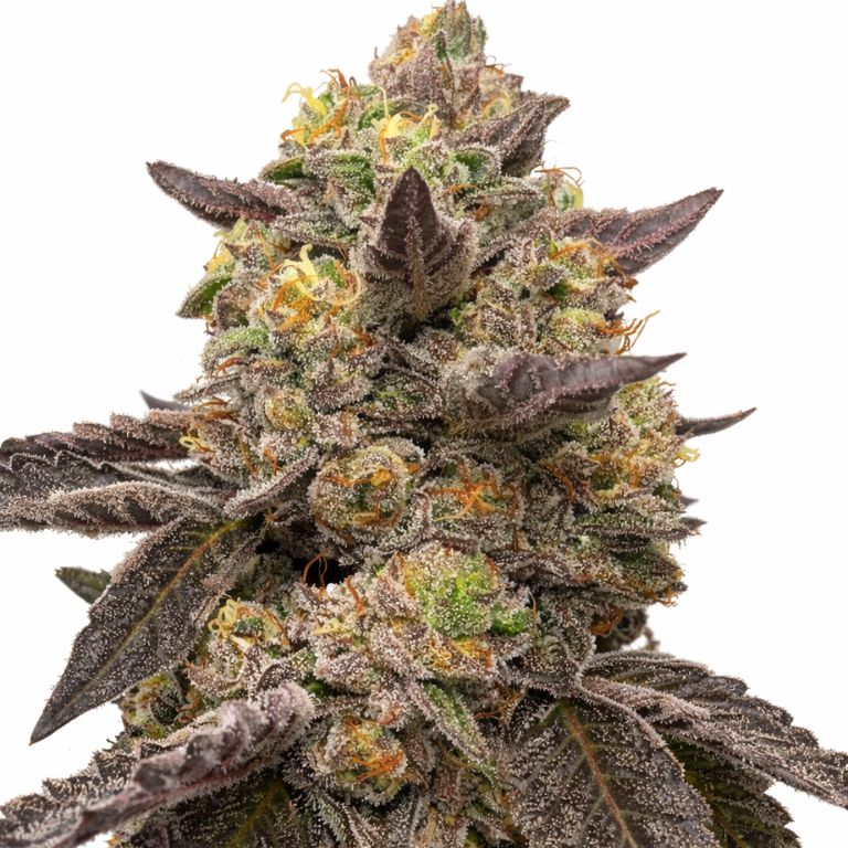 Pie Scream cannabis seeds