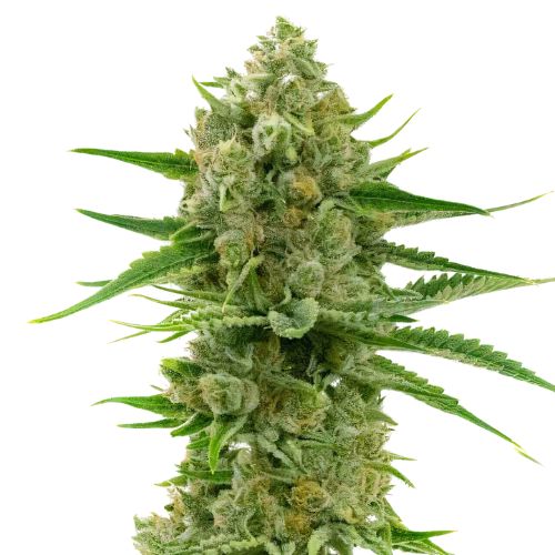 Pine cannabis seeds