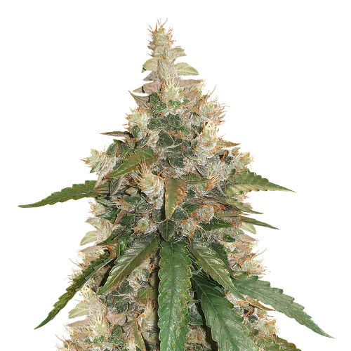 Pine Tar Kush cannabis seeds