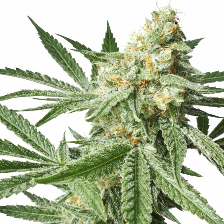Pineapple Chunk cannabis seeds