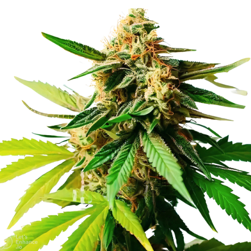 Pineapple Diesel cannabis seeds