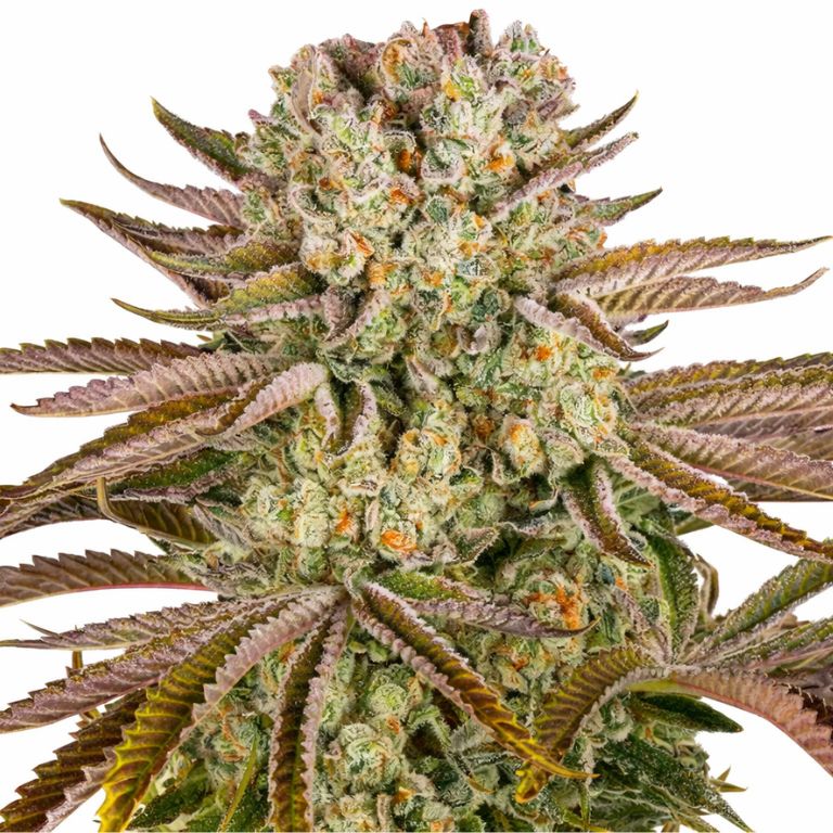 Pineapple Express cannabis seeds