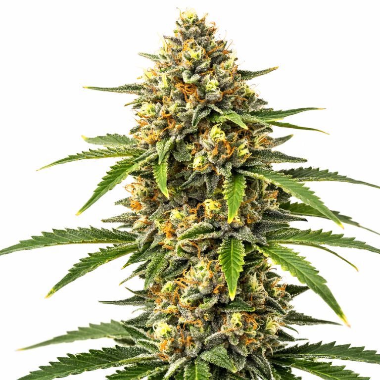 Pineapple cannabis seeds