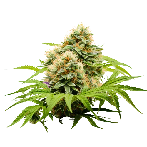 Pineapple Haze cannabis seeds