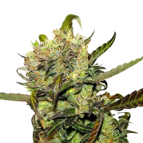 Pineapple Jack cannabis seeds