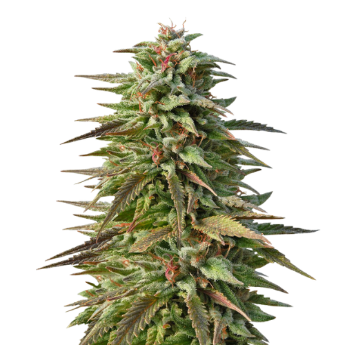 Pineapple Kush cannabis seeds