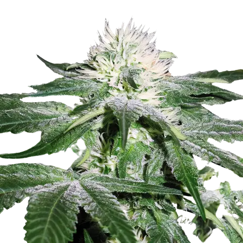 Pineapple Mayhem cannabis seeds