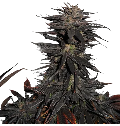 Pineapple Purple Skunk cannabis seeds