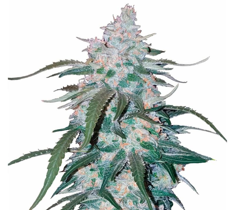 Pineapple Thai cannabis seeds