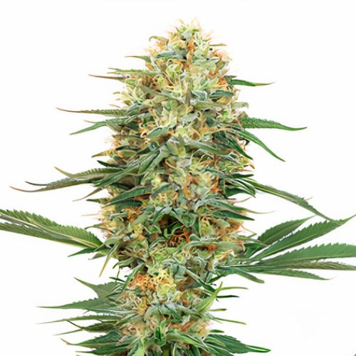 Pink Bubba cannabis seeds