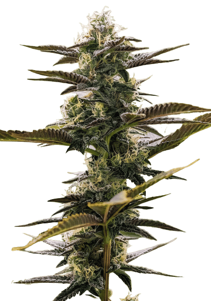 Pink Champagne cannabis seeds