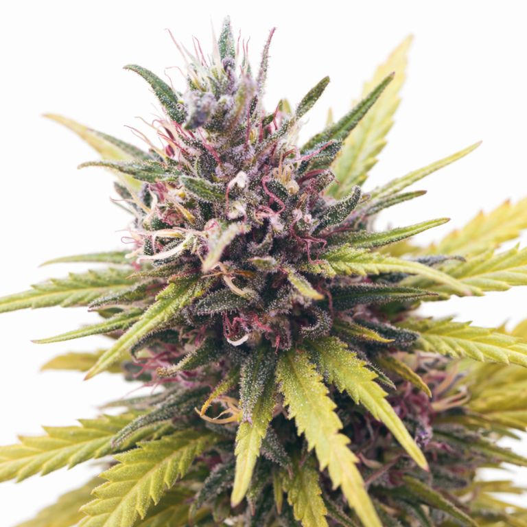 Pink Death Star cannabis seeds