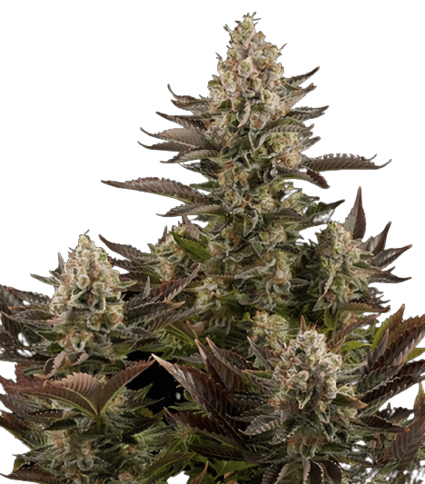 Pink Mango cannabis seeds