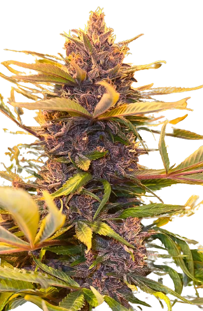 Pink Panther cannabis seeds