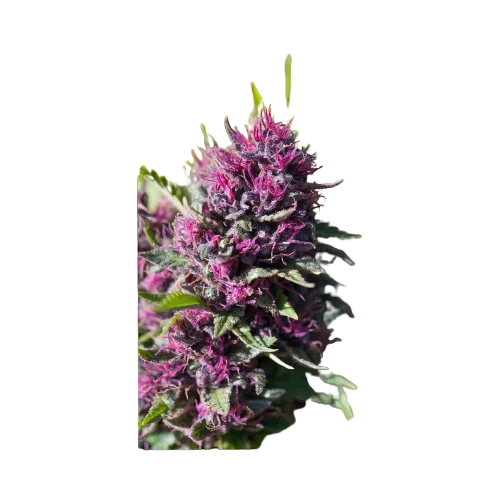 Pink Pez cannabis seeds