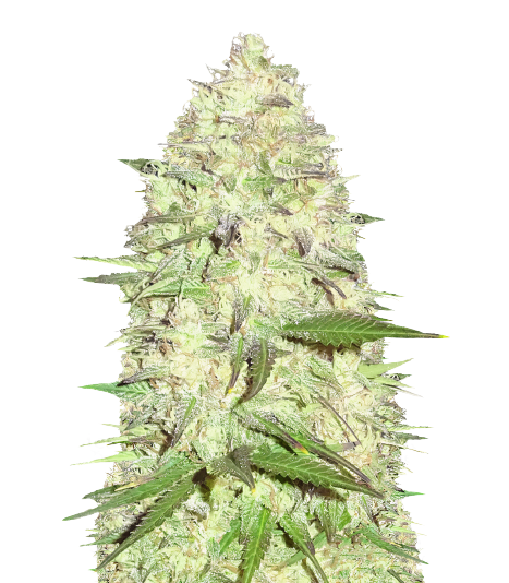 Pitbull Pit cannabis seeds