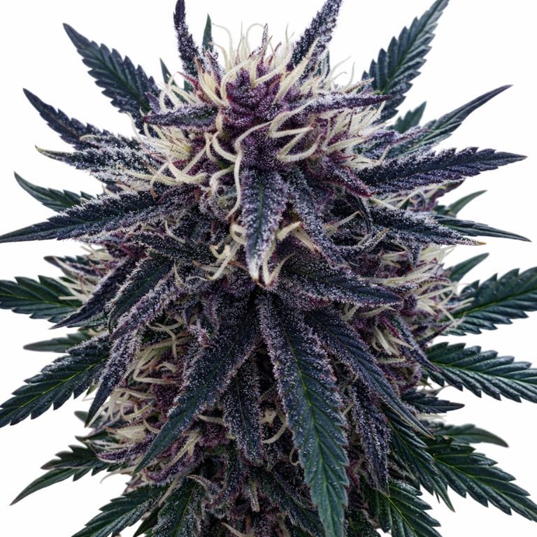 Platinum Purple Kush cannabis seeds