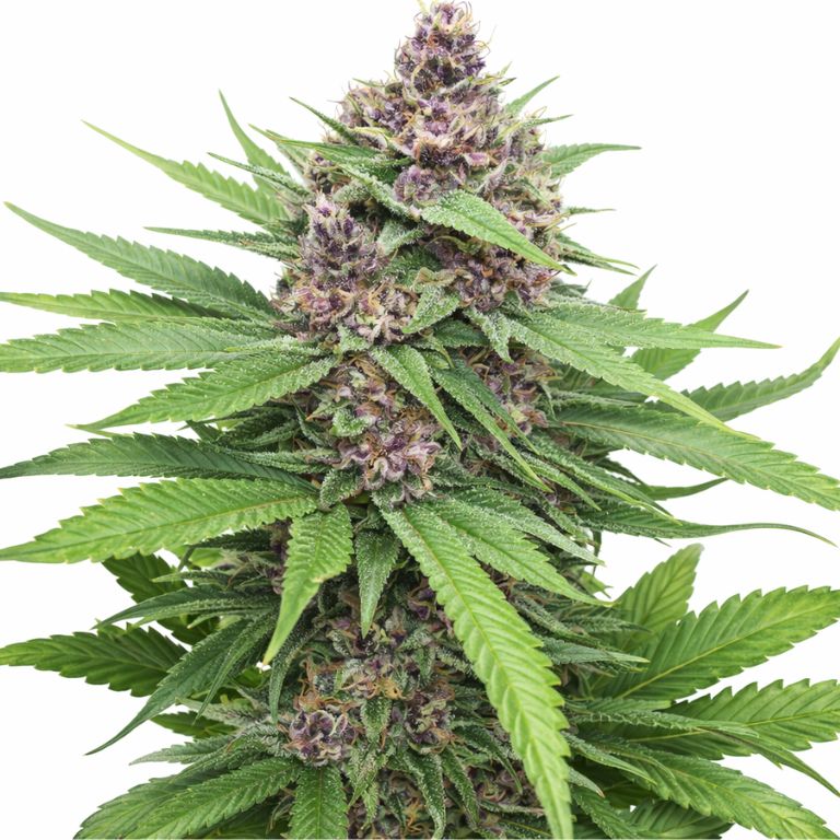 Plushberry cannabis seeds