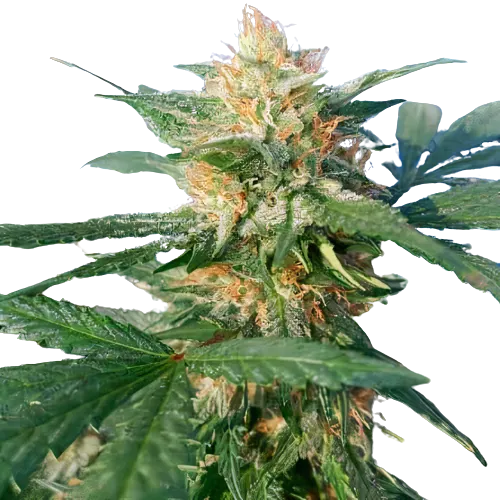 Pluto Kush cannabis seeds