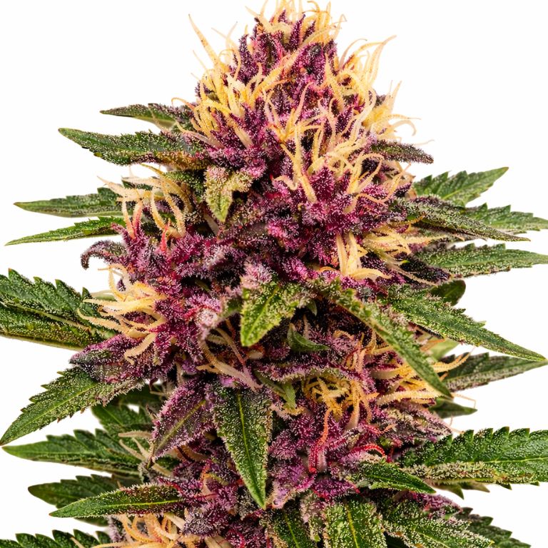 Pokie cannabis seeds