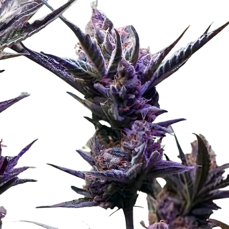 Pop Rox cannabis seeds