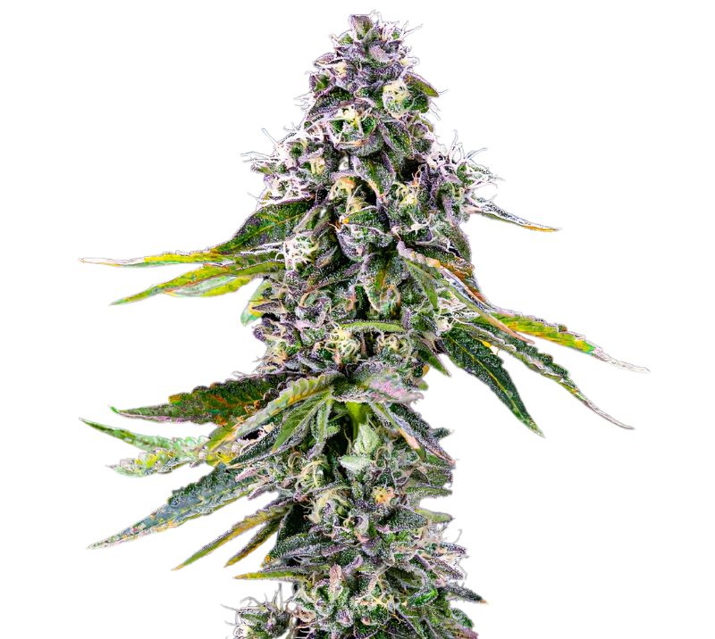 Pot of Gold cannabis seeds