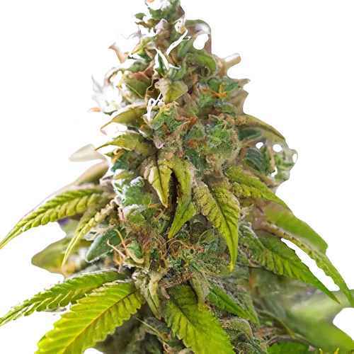 Primus cannabis seeds