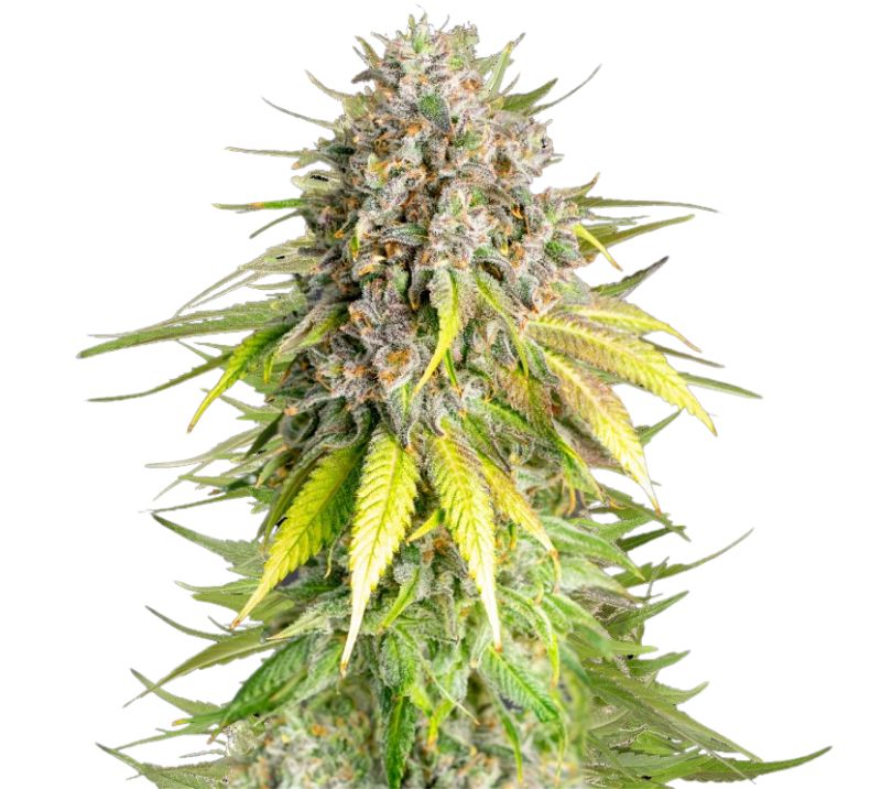 Punch Pie cannabis seeds