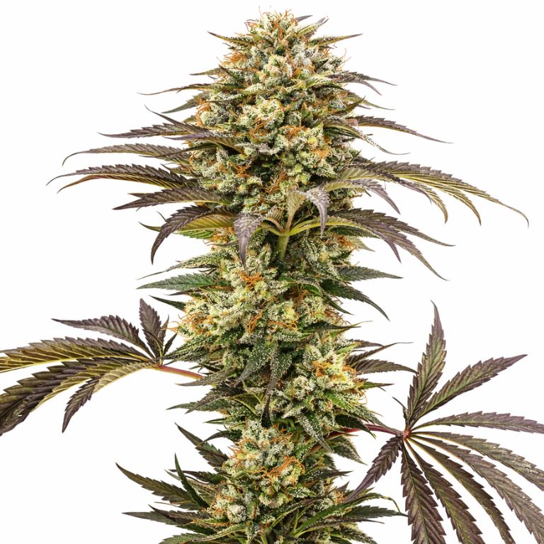 Pure Afghan cannabis seeds