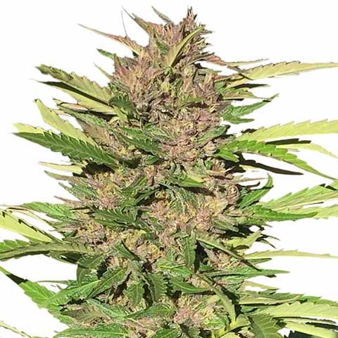 Pure Indica cannabis seeds