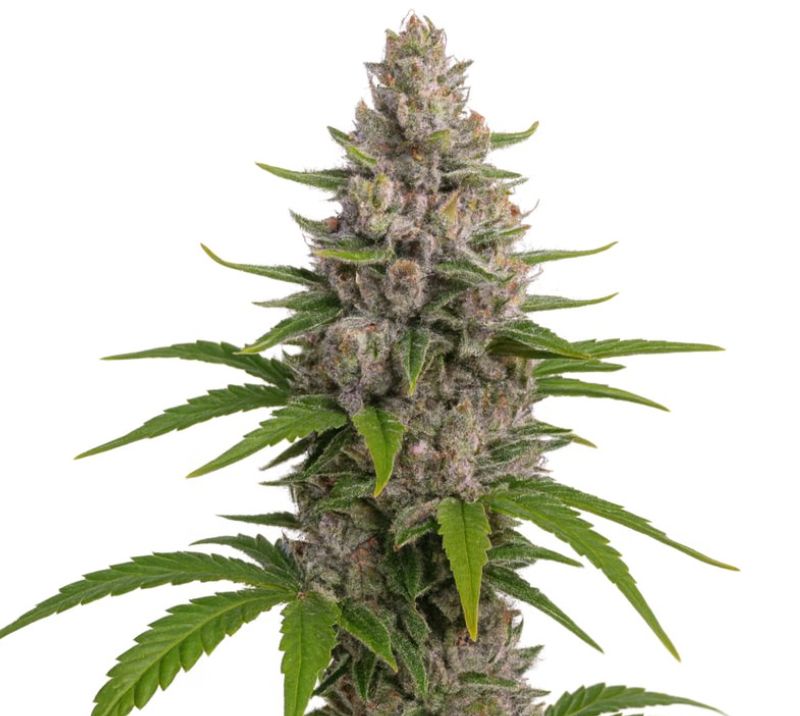 Pure Kush cannabis seeds