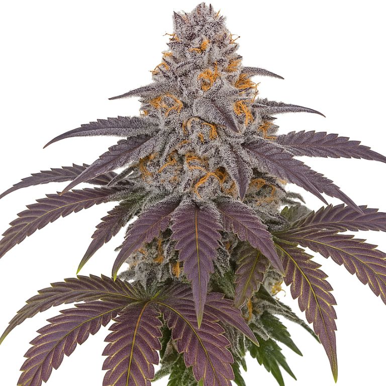 Purple 43 cannabis seeds