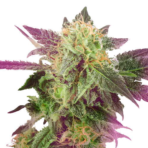 Purple Bubba cannabis seeds