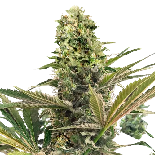 Purple Buddha cannabis seeds