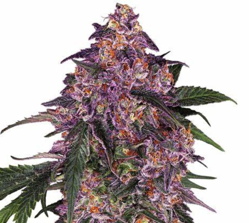 Purple Bush cannabis seeds