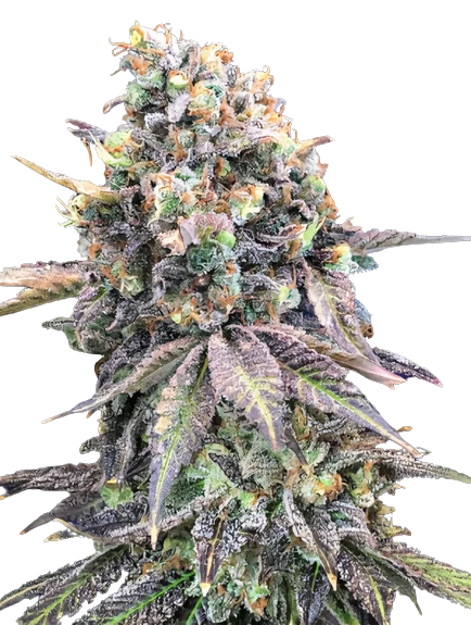 Purple Candy cannabis seeds