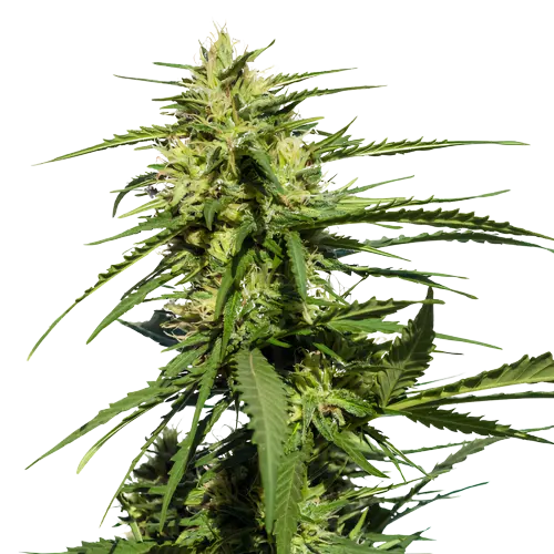 Purple Chemdawg cannabis seeds