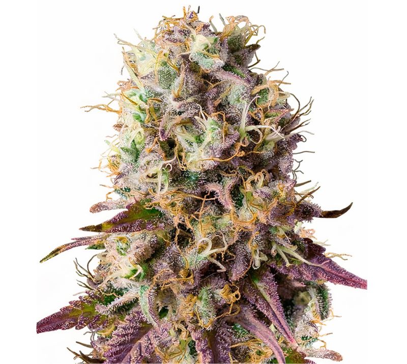 Purple Cotton Candy cannabis seeds