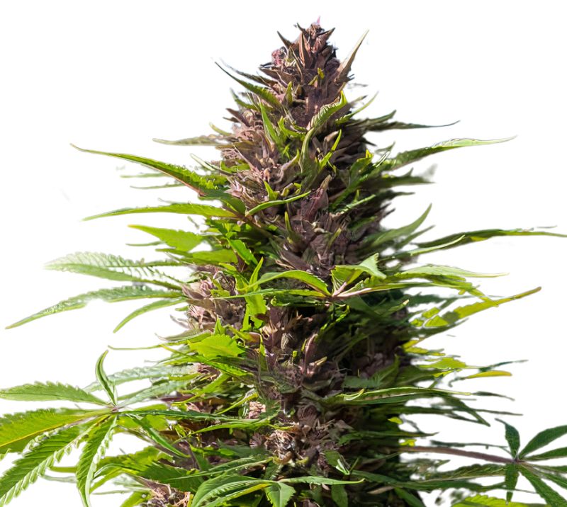 Purple Dragon cannabis seeds