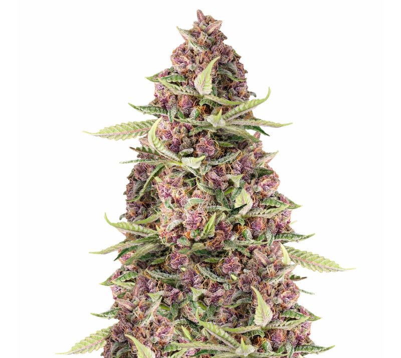 Purple Dream cannabis seeds