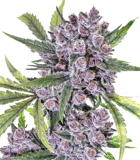 Purple Gorilla cannabis seeds