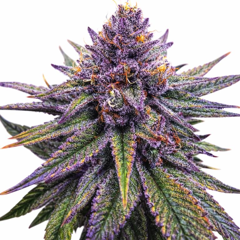 Purple Haze cannabis seeds