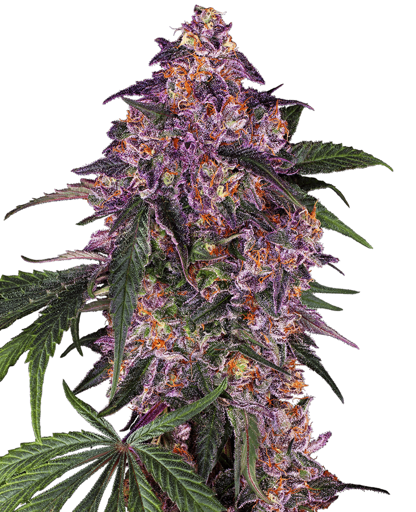 Purple Hindu Kush cannabis seeds