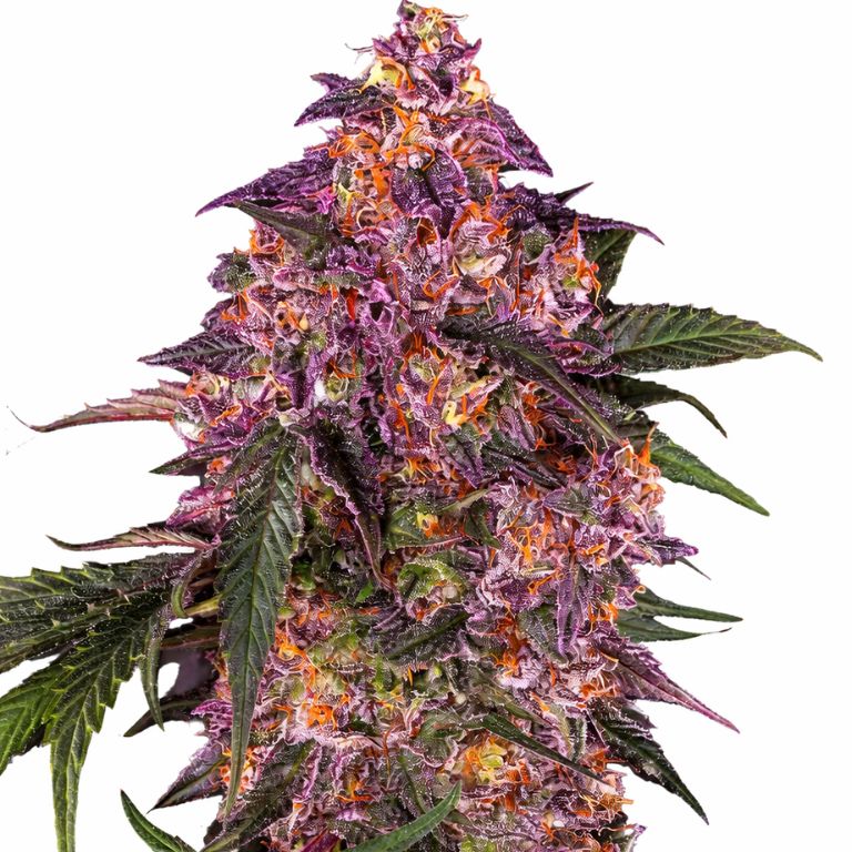 Purple Kush cannabis seeds