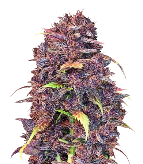 Purple Lemonade cannabis seeds