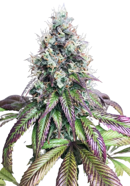 Purple Mr. Nice cannabis seeds