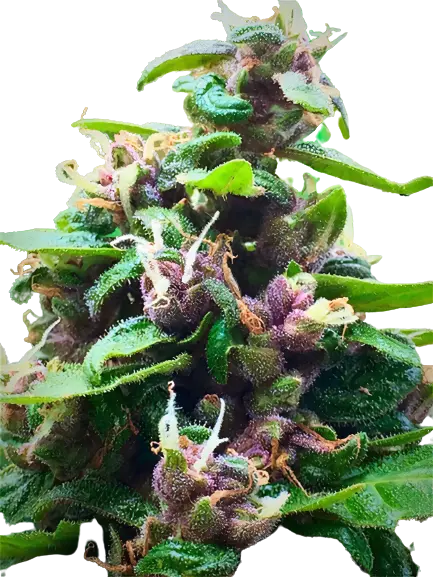 Purple Nepal cannabis seeds