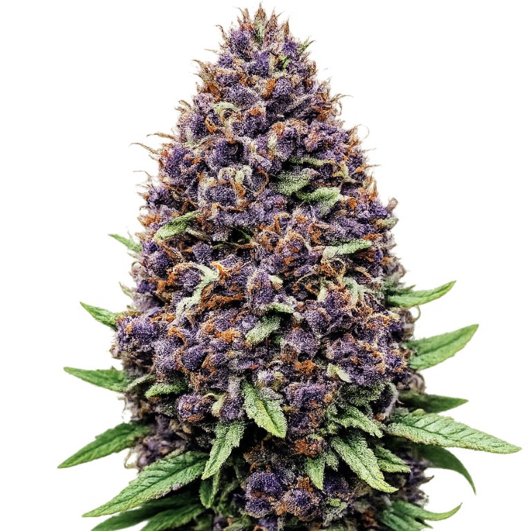 Purple OG cannabis seeds