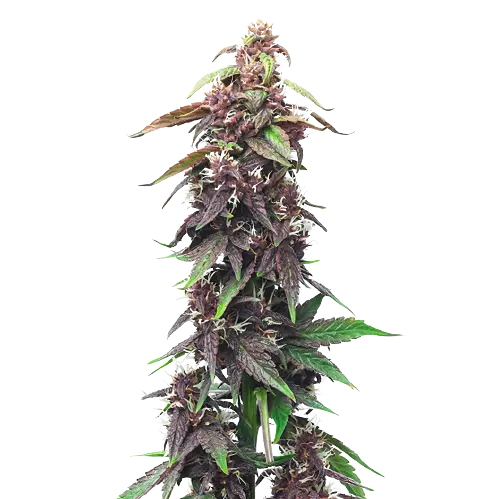 Purple OG Kush cannabis seeds