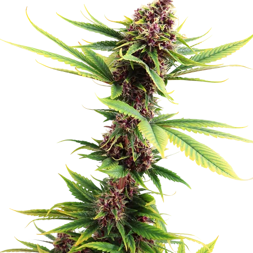 Purple Passion cannabis seeds